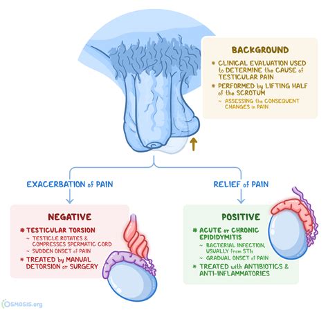 prehn's test in testicular torsion|testicular torsion in adults.